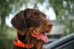 German Long-haired Pointer